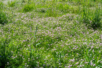 Purple Vetch Growing In The Meadow In Summer