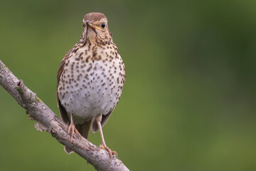 Song thrush - Turdus philomelos perched at green background. Photo from Ognyanovo in Dobruja, Bulgaria. Copy space on right side.