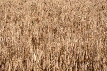 ripe ears in the wheat field. harvest time.