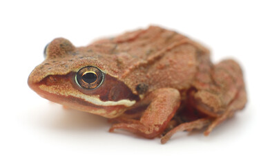 Brown frog isolated.