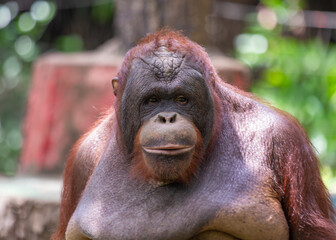 Orangutan (Pongo pygmaeus) - Captivating Primate of Southeast Asia