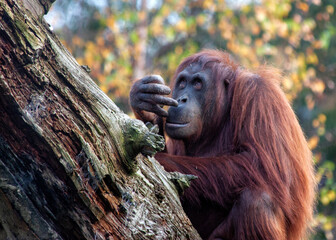 Orangutan (Pongo pygmaeus) - Captivating Primate of Southeast Asia