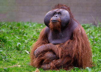 Orangutan (Pongo pygmaeus) - Captivating Primate of Southeast Asia