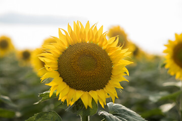 Obraz premium sunflower in the field