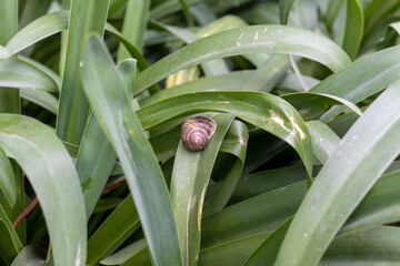 Obraz premium Caracol sobre plantas