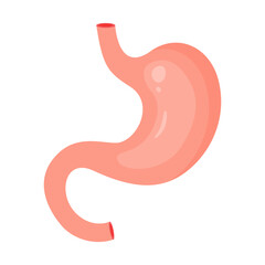 Human stomach. Internal organ, anatomy. Healthy human stomach. Organ of internal digestion system. Vector illustration in flat style