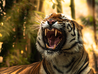 Captured this beautiful moment right after this tiger woke up from a nap.