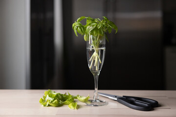 Growing and cutting sweat Italian basil at home, indoors.