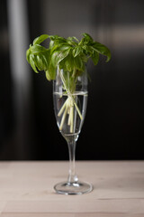 Growing and cutting sweat Italian basil at home, indoors.