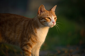 Ginger cat. Cute red cat on the street looking at tropical sunset. portrait of sunny cat. focus on near eye