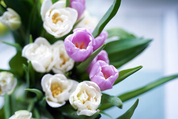 Bouquet of pink tulips on a light background