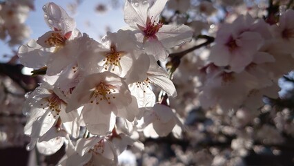 雨上がりの桜