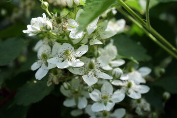 White blackberry flowers in spring. Flowering