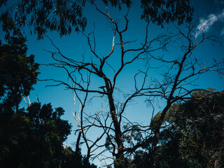 Tree branches