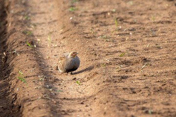 Grey partridge, Perdix perdix, on a field