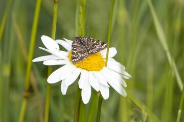 Mother Shipton moth, Callistege mi