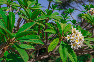Ornamental white flower on green tree in garden, Frangipani or plumeria background