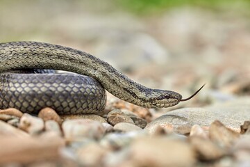Smooth snake (Coronella austriaca) in natural habitat