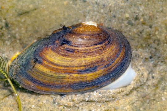 Painter mussel, Unio pictorum, in fluvial sediments of a river