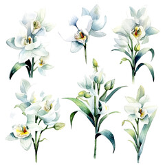 set of white orchid flowers, flower watercolor, leaves watercolor	