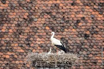 White Stork, Ciconia ciconia, with chicks on his nest