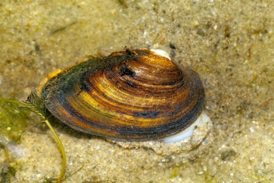 Painter mussel, Unio pictorum, in fluvial sediments of a river