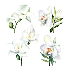 set of white orchid flowers, flower watercolor, leaves watercolor	
