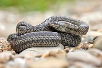 Smooth snake (Coronella austriaca) in natural habitat