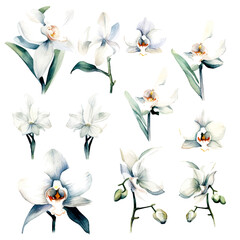 set of white orchid flowers, flower watercolor, leaves watercolor	