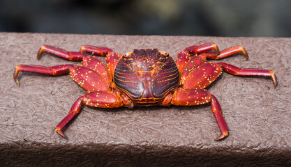 Sally Lightfoot Crab, Galapagos