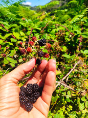 A person collecting in his hand, wild berries in Somiedo Natural Park, Asturias, Spain