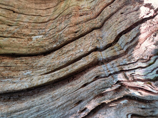 Surface of an ancient chestnut tree, Somiedo Natural Park, Asturias, Spain