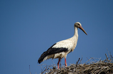 white stork stands on nest on blue sky day, ecology concept