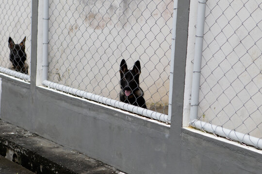 salvador, bahia, brazil - may 5, 2023: Dog training for police work by the Bahia Military Police.