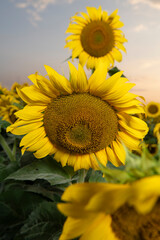 Fototapeta premium sunflowers in the field