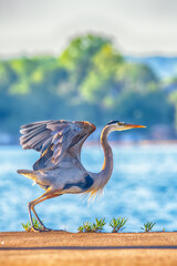 Great Blue Heron At Presque Isle State Park