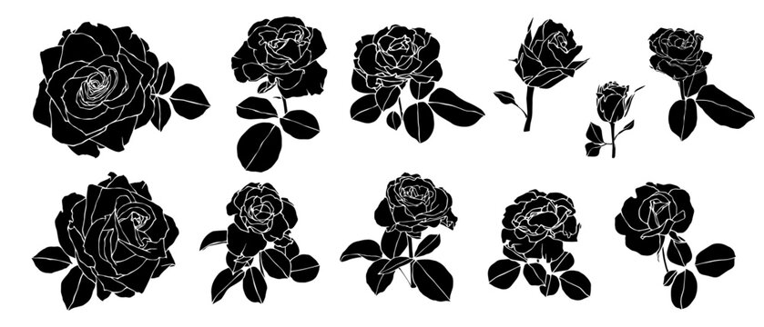 270+ Rosebud Stock Illustrations, Royalty-Free Vector Graphics