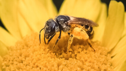 A female Halictus Sweat bee pollinating a yellow Garland daisy flower.  Long Island, New York, USA. 