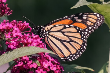 An endangered Monarch Butterfly (Danaus plexippus) feeding on fuchsia pink Miss Molly butterfly...