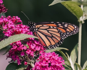 An endangered Monarch Butterfly (Danaus plexippus) feeding on fuchsia pink Miss Molly butterfly bush flowers. Long Island, New York, USA
