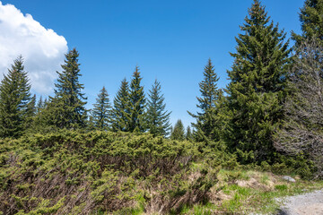 Spring view of Konyarnika area at Vitosha Mountain, Bulgaria