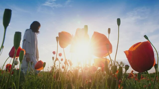 Christ walking slowly in a beautiful poppy field. Solar flare