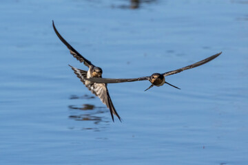 田んぼの用水路を飛翔するツバメ