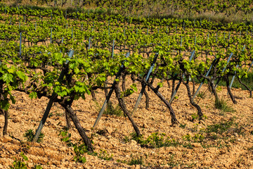 Fototapeta na wymiar Traditional Mediterranean vineyards. Grape vine steam. Landscape with vineyards. Garraf, province Barcelona, Catalonia