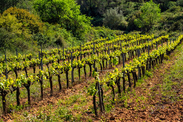 Fototapeta na wymiar Traditional Mediterranean vineyards. Grape vine steam. Landscape with vineyards. Garraf, province Barcelona, Catalonia