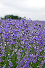 Obraz premium beautiful purple flowers in the field
