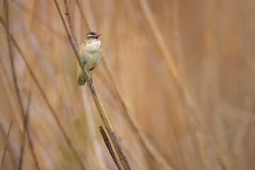 The sedge warbler - Acrocephalus schoenobaenus - is an Old World warbler in the genus Acrocephalus