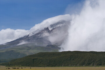 Herd of wild horses grazing on a field with cloud covered Cotopaxi Volcano in the background