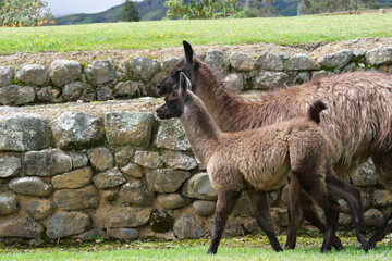 Side profile of brown baby llama and mother