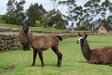  Brown baby llama and mother © Fearless on 4 Wheels
